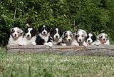 BERGER AUSTRALIEN PUPPIES 306